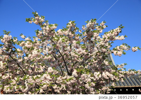 新家長福寺の八重桜 36952057