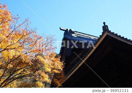 鎌倉 妙本寺 紅葉  Kamakura Myouhonji-temple  Autmn Leaves 36952131