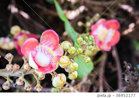 Cannonball flower on the tree 36952177