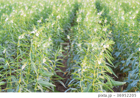 Sesame on tree in plant Sesame on tree in plant 36952205