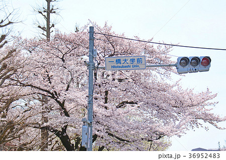 東京都国立市 一橋大学前信号の桜の写真素材