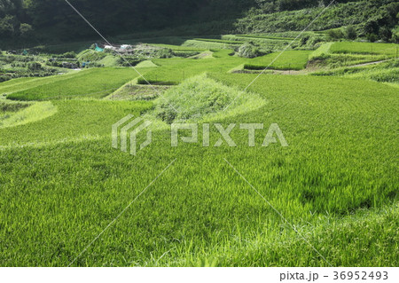 長谷の棚田 36952493