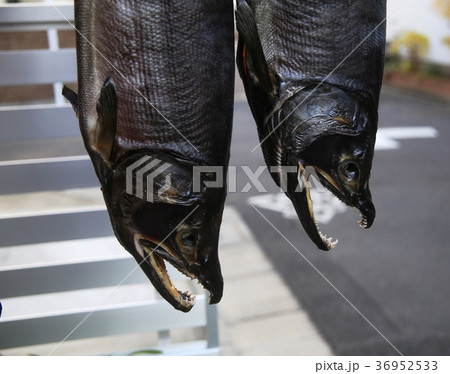 冬の風物詩　吊るし鮭 36952533