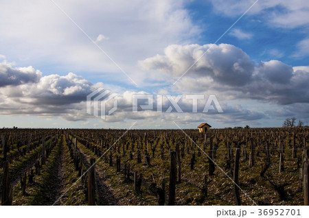青空と葡萄畑 36952701