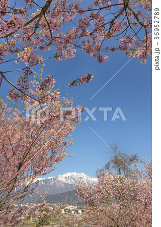 桜と爺ヶ岳 桜と爺ヶ岳 36952789