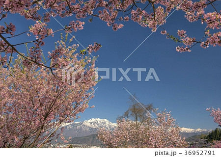 桜と爺ヶ岳 桜と爺ヶ岳 36952791