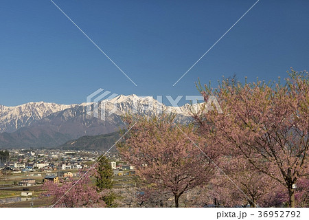 桜と爺ヶ岳 36952792