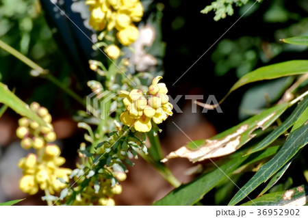 東京都三鷹市の植物 三鷹中原に咲くホソバヒイラギナンテン 36952902