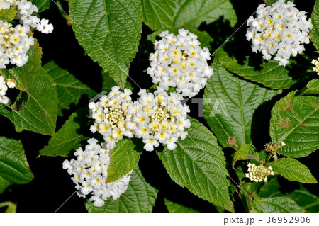 東京都三鷹市の植物 三鷹中原に咲く白色ランタナ 東京都三鷹市の植物 三鷹中原に咲く白色ランタナ 36952906