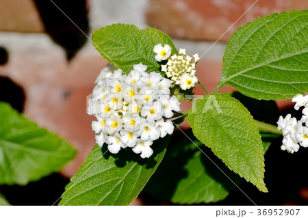 東京都三鷹市の植物 三鷹中原に咲く白色ランタナ 36952907