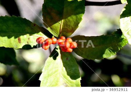 東京都三鷹市の植物 三鷹中原になるセンリョウの実 東京都三鷹市の植物 三鷹中原になるセンリョウの実 36952911