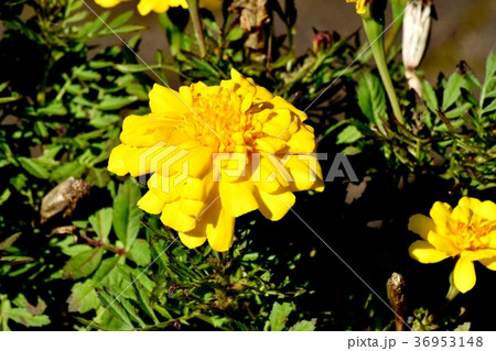 東京都三鷹市の植物 三鷹中原に咲くマリーゴールド 36953148