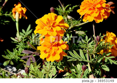 東京都三鷹市の植物 三鷹中原に咲くマリーゴールド 36953149
