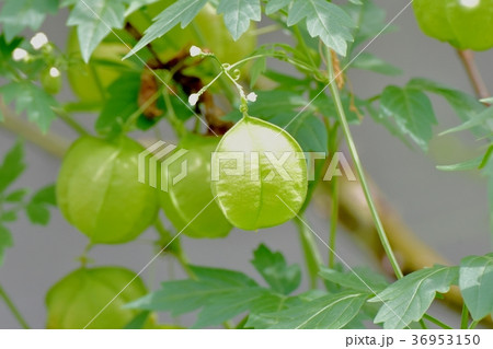 東京都三鷹市の植物 三鷹中原に咲くフウセンカズラ 東京都三鷹市の植物 三鷹中原に咲くフウセンカズラ 36953150