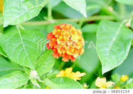 東京都三鷹市の植物 三鷹中原に咲くランタナ 36953154
