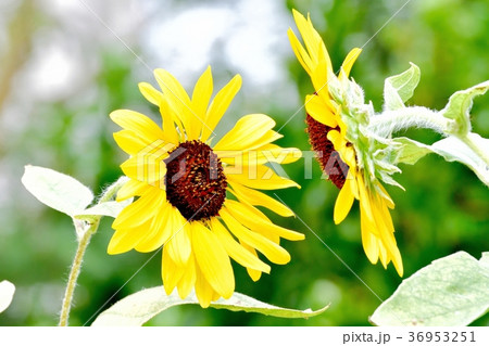 東京都三鷹市の植物 三鷹中原に咲くヒマワリ 東京都三鷹市の植物 三鷹中原に咲くヒマワリ 36953251