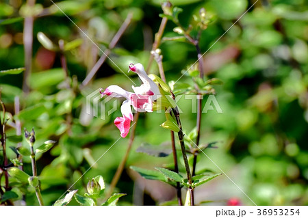 東京都三鷹市の植物 三鷹中原に咲くサルビアミクロフィラ 東京都三鷹市の植物 三鷹中原に咲くサルビアミクロフィラ 36953254