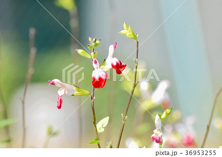 東京都三鷹市の植物 三鷹中原に咲くサルビアミクロフィラ 36953255