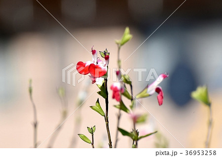 東京都三鷹市の植物 三鷹中原に咲くサルビアミクロフィラ 36953258