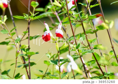 東京都三鷹市の植物 三鷹中原に咲くサルビアミクロフィラ 東京都三鷹市の植物 三鷹中原に咲くサルビアミクロフィラ 36953260