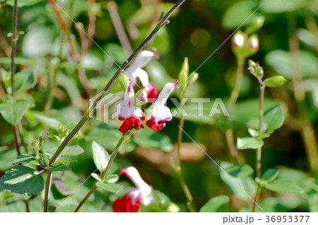 東京都三鷹市の植物 三鷹中原に咲くサルビアミクロフィラ 36953377