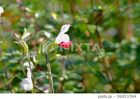 東京都三鷹市の植物 三鷹中原に咲くサルビアミクロフィラ 東京都三鷹市の植物 三鷹中原に咲くサルビアミクロフィラ 36953384