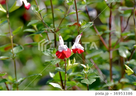 東京都三鷹市の植物 三鷹中原に咲くサルビアミクロフィラ 東京都三鷹市の植物 三鷹中原に咲くサルビアミクロフィラ 36953386