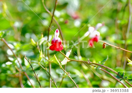東京都三鷹市の植物 三鷹中原に咲くサルビアミクロフィラ 東京都三鷹市の植物 三鷹中原に咲くサルビアミクロフィラ 36953388