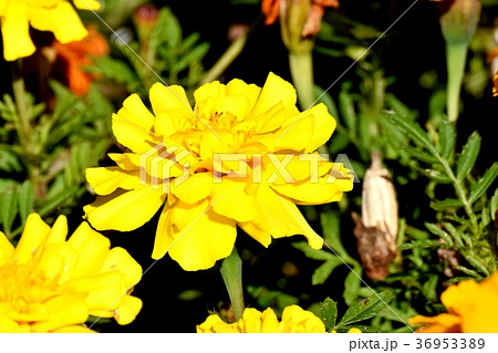東京都三鷹市の植物 三鷹中原に咲くマリーゴールド 36953389