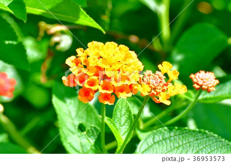 東京都三鷹市の植物 三鷹中原に咲くランタナ 東京都三鷹市の植物 三鷹中原に咲くランタナ 36953573