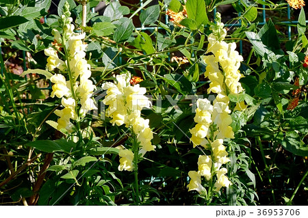 東京都三鷹市の植物 三鷹中原に咲くキンギョソウ 36953706