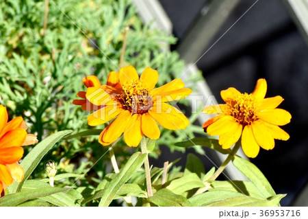 東京都三鷹市の植物 三鷹中原に咲くコレオプシス 36953716