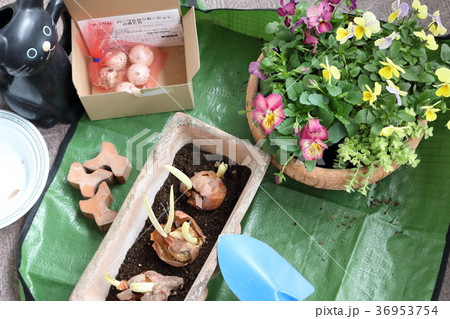 球根の植え付け 球根の植え付け 36953754
