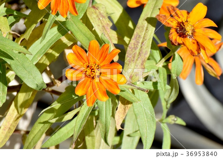 東京都三鷹市の植物 三鷹中原に咲くコレオプシス 36953840