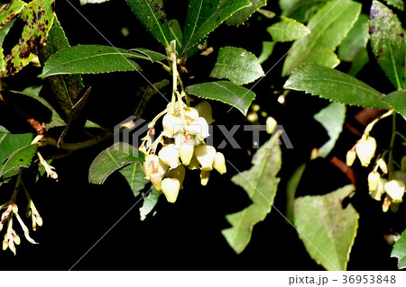 東京都三鷹市の植物 三鷹中原に咲くイチゴノキの花 東京都三鷹市の植物 三鷹中原に咲くイチゴノキの花 36953848