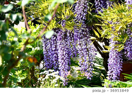 東京都三鷹市の植物 三鷹仙川遊歩道に咲くフジの花 36953849