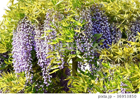 東京都三鷹市の植物 三鷹仙川遊歩道に咲くフジの花 36953850