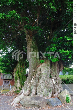 タブ タブ 36953879