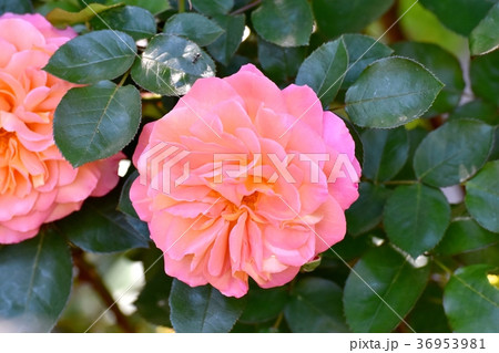東京都三鷹市の植物 三鷹仙川公園に咲くアンネフランクのバラ 36953981