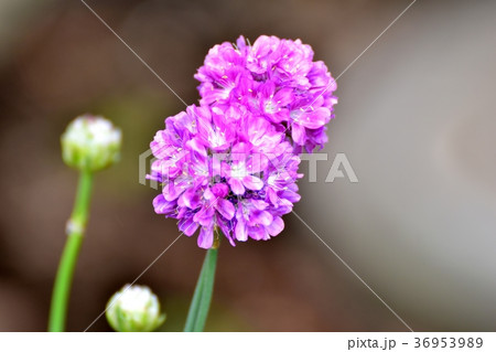 東京都三鷹市の植物 三鷹中原に咲くアルメリア 36953989