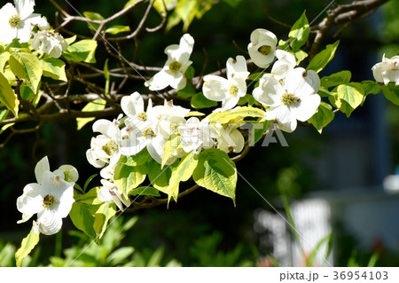 東京都三鷹市の植物 三鷹中原に咲くハナミズキ 36954103