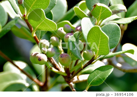 東京都三鷹市の植物 三鷹中原になるシャリンバイの若い実 36954106