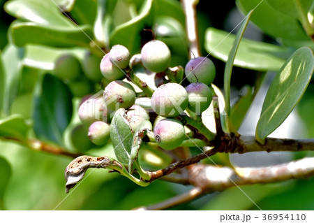東京都三鷹市の植物 三鷹中原になるシャリンバイの若い実 36954110