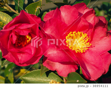 椿の花 36954111