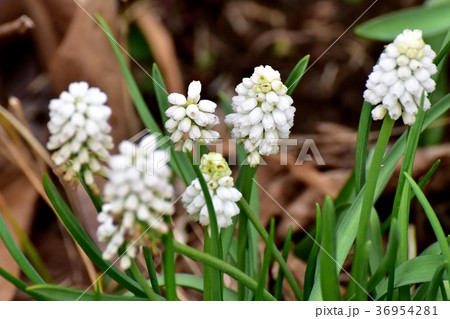 東京都三鷹市の植物 三鷹中原に咲く白色ムスカリ 東京都三鷹市の植物 三鷹中原に咲く白色ムスカリ 36954281