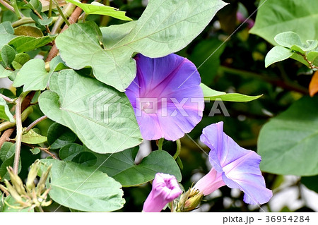 東京都三鷹市の植物 三鷹中原に咲くアサガオ 東京都三鷹市の植物 三鷹中原に咲くアサガオ 36954284