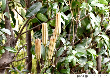 東京都三鷹市の植物 三鷹中原になるテッポウユリの種子鞘 東京都三鷹市の植物 三鷹中原になるテッポウユリの種子鞘 36954287