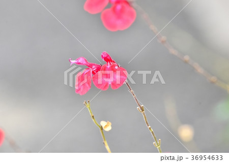 東京都三鷹市の植物 三鷹中原に咲くサルビアミクロフィラ 36954633