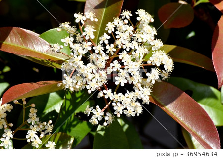 東京都三鷹市の植物 三鷹中原に咲くカナメモチの花 東京都三鷹市の植物 三鷹中原に咲くカナメモチの花 36954634