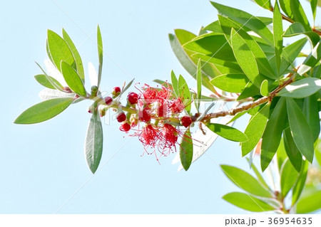 東京都三鷹市の植物 三鷹中原に咲くブラシノキの花 東京都三鷹市の植物 三鷹中原に咲くブラシノキの花 36954635